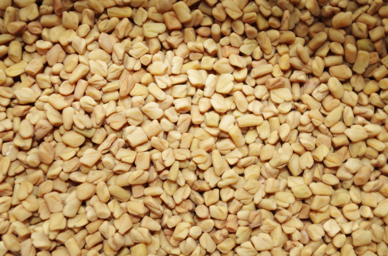fenugreek seeds- bulk spices wholesale